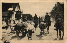 * T3 Volodymyr-Volynskyi, Wladimir Wolynsky; Deutsche Ulanen Mit Erbeutetem Schlachtvieh / Német Ulánusok Elfogott Vágóm - Sin Clasificación