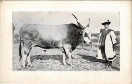 * T2/T3 Magyar Szürke Szarvasmarha / Hungarian Grey Cattle - Non Classés