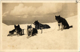 T2 Polarhunde Auf Jungfraujoch / Polar Dogs - Non Classés