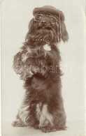 T2 1907 Dog With Hat And Glasses, Humour, Photo (EK) - Ohne Zuordnung