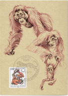 CARTOLINA MAXIMUM GERMANIA 125 ANNIVERSARIO ZOO DRESDA 1986 PONGO ORANG UTAN GERMANY Postcard DEUTSCHLAND Ansichtskarte - Maximumkarten (MC)