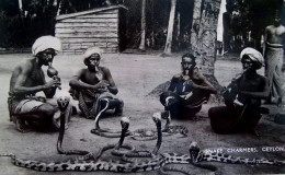 Cpa CEYLON INDE DRESSEURS CHARMEURS De SERPENTS , SNAKE CHARMERS CEYLON INDIA Real Photo PLÂTE OLD PC - Asie