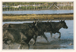 TAUREAUX DE CAMARGUE DANS LES ETANGS - Stieren