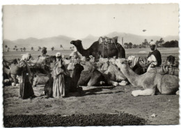 Collection Saharienne - Halte En Vue Du Campement - Sahara Occidentale