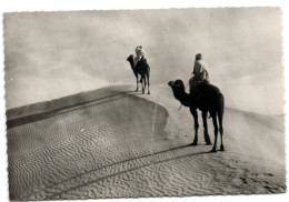 Collection Saharienne - Chameliers Surt La Dune - Sahara Occidentale