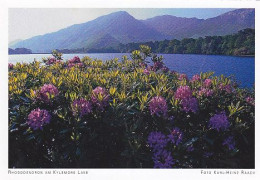 AK 172003 IRELAND - Rhododendron Am Kylemore Lake - Galway