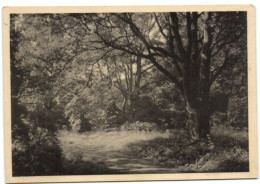 Abdij Cortenberg - Zomeraanblik In Het Park - Kortenberg