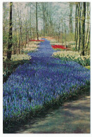 CPSM  / CPM 10.5 X 15 Pays Bas (48) Keukenhof  Lisse-Holland   Parc Floral De Keukenhof à LISSE - Lisse