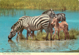 African Wildlife Grant's Zebra - Zebras