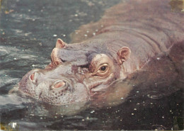 Hippopotamus Photo - Flusspferde