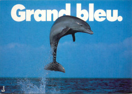 Grand Bleu Dolphin Marc Robin Photo - Dolphins