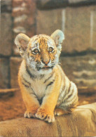 Panthera Tigris Tiger Cub - Tijgers