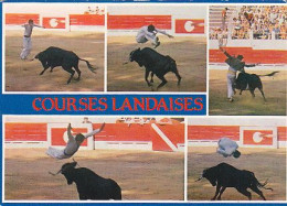 AK 172297 BULL / STIER - Courses Landaises - Taureaux