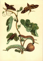 G5782 - TOP Maria Sibylla Merian Künstlerkarte - Nach Handkoloriert Kupferstich - Verlag Seemann DDR - Plantes Médicinales