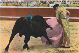 AK 172317 BULL / STIER - Corrida De Toros - Taureaux