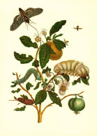 G5788 - TOP Maria Sibylla Merian Künstlerkarte - Nach Handkoloriert Kupferstich - Verlag Seemann DDR - Medicinal Plants