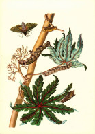 G5790 - TOP Maria Sibylla Merian Künstlerkarte - Nach Handkoloriert Kupferstich - Verlag Seemann DDR - Medicinal Plants