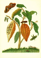 G5791 - TOP Maria Sibylla Merian Künstlerkarte - Nach Handkoloriert Kupferstich - Verlag Seemann DDR - Kakao - Plantas Medicinales