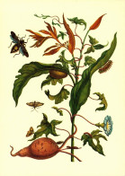 G5792 - TOP Maria Sibylla Merian Künstlerkarte - Nach Handkoloriert Kupferstich - Verlag Seemann DDR - Kartoffel - Medicinal Plants