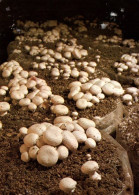 CPM - Musée Du CHAMPIGNON - Caves Louis BOUCHARD SAUMUR - Culture En Sacs - Photo A.Chudeau - Mushrooms