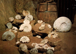 CPM - Musée Du CHAMPIGNON - Caves Louis BOUCHARD SAUMUR - Fossiles ... Photo A.Chudeau - Mushrooms