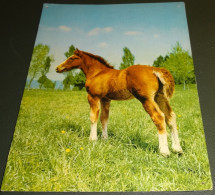 Paarden - Horses - Pferde - Cheveaux - Orania - 552 - Chevaux
