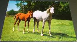 Paarden - Horses - Pferde - Cheveaux - Cecami 995 - Chevaux