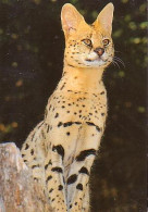 Pont Scorff   G1           Zoo De Pont Scorff. Serval - Pont Scorff