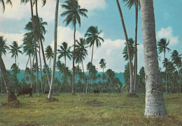 NOUVELLES HEBRIDES PLANTATION DE COPRAH DANS EFATE 1971 - Vanuatu