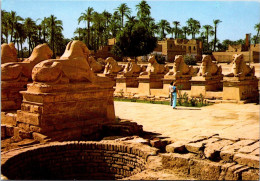 16-10-2023 (4 U 24) Egypt - Karnak - Sphinx Avenue - Sfinge