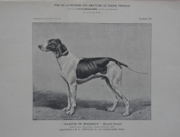 Radium De Mirebeau Braque Dupuy Dog (Photo) - Oggetti