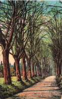 SUISSE - Chaumont Sur Neufchâtel - L'Allée Des Tilleuls - Colorisé - Carte Postale Ancienne - Autres & Non Classés