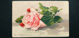 Illustrateur Catharina Klein , Branche à La Rose Rose - Klein, Catharina