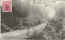 NZ - THE AVENUE, LEVIN - THOMSON & PALMER SERIES - 1907 - Nouvelle-Zélande