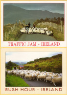 2 PCs - Rush Hour Traffic Jam Caused By Sheep - Irish Countryside - Ireland - Autres & Non Classés