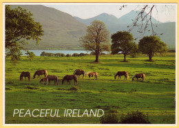 Horses On The Pasture In The Irish Countryside - Peaceful Ireland - Autres & Non Classés