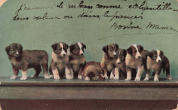 PHOTOGRAPHIE - Des Petits Chiots - Colorisé - Carte Postale Ancienne - Photographie