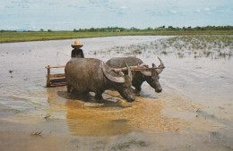 THAILANDE Thai Farmer - Thaïlande