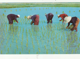 THAILANDE   Cultivation Of The Rice - Thaïlande