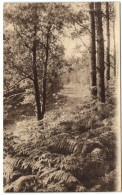 Ligue Des Amis De La Forêt De Soignes - Vallon Des Petites-Flosses - Auderghem - Oudergem