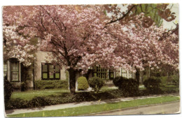 Boitsfort - Le Logis - Cerisiers En Fleurs - Watermael-Boitsfort - Watermaal-Bosvoorde