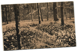 Ligue Des Amis De La Forêt De Soignes  - Floraison De L'Ail Des Ours (vallon Des Ails) - Ed. Adelot - Watermael-Boitsfort - Watermaal-Bosvoorde