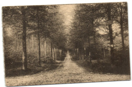 Notre-Dame-au-Bois - Drève Des Capucins - Overijse