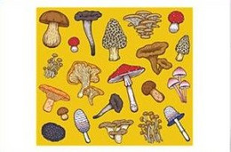 Carte Postale Truffe Noire Truffes Champignon Mushroom Morille Chanterelle Cèpe - Mushrooms