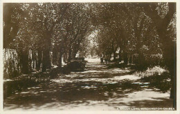 A Shady Lane Brighton On Sea Real Photo Postcard - Brighton