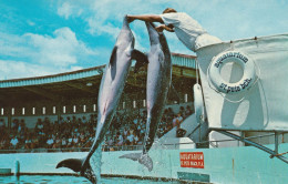 Leaping Porpoise, Aquatarium, On St. Petersburg Beach, Florida - St Petersburg