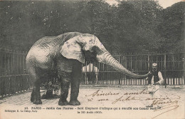 Paris * 5ème * Le Jardin Des Plantes * Saïd éléphant D'afrique Qui à étouffé Son Cornac Neff * 30 Août 1905 - Paris (05)