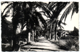 Les Lecques (Var) - Avenue Des Palmiers - Les Lecques
