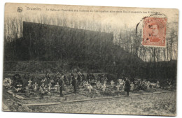 Bruxelles - Tir National - Cimetière Des Victimes De L'occupation Allemande - Vue D'ensemble Des 41 Tombes - Schaerbeek - Schaarbeek