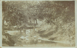 Newcastle-on-Tyne The Holmes Pond Ducks 1906 - Newcastle-upon-Tyne